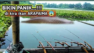 PANIK..!! SEMUA PEMANCING MENGGIRA IKAN ARAPAIMA YANG MENARIK SEMUA JORAN