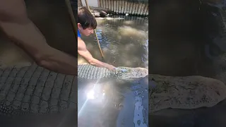 Scrub time for Albino Alligator! #Shorts #gators