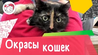 8 самых популярных кошачьих окрасов