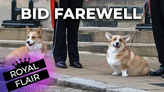 Touching Scene: The Queen's Corgis Wait For Coffin To Say Goodbye | ROYAL FLAIR