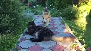 СОБАКА ПОДНИМАЕТ КОТА🐶😸КОРГИ И МЕЙНКУН