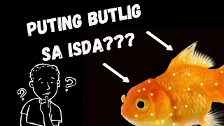 Nakamamatay na Puting Butlig sa Freshwater na Isda - Paano Gamutin | Raffle Contest