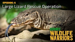 Large Lizard Rescue Operation | Borneo Wildlife Warriors  | S01E06 | [UHD/4K] | SZtv