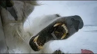 Wild Polar Bear Tries To Break In  - BBC Earth