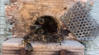 ГНИЛЕЦ У ПЧЁЛ, КАК С НИМ БОРОТЬСЯ, ОДИН ИЗ МЕТОДОВ.🐝