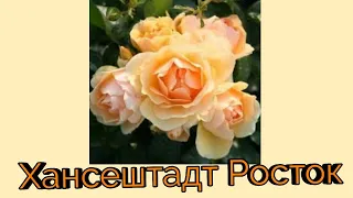 Роза флорибунда Хансештадт Росток.