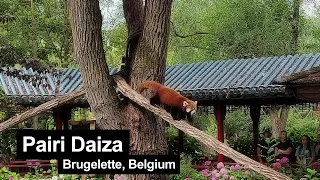 Pairi Daiza (Belgium), the most beautiful zoo in Europe