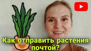 Как отправить РАСТЕНИЯ Почтой России?📦//Как утеплить комнатные растения?🌿