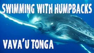 Swimming With Humpback Whales - Vava'u Tonga