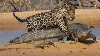 Lion vs Crocodile vs Jaguar 2016