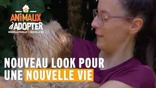 Nouveau look pour une nouvelle vie pour Elfy ! - Animaux à adopter