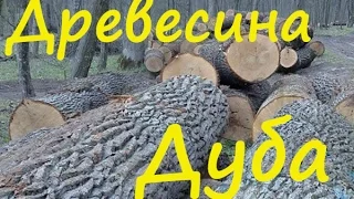 Древесина дуба