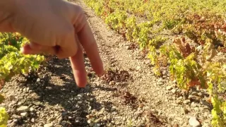 Los trabajos del otoño en la viña