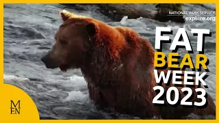 Fat Bear Week 2023 at Katmai National Park and Preserve in Alaska