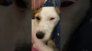 Массаж головы под себечий asmr 🌝 #рек #рекомендации #doglover #dog #собака #jackrussell