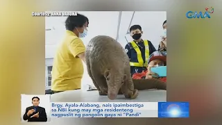 Brgy. Ayala-Alabang, nais ipaimbestiga sa NBI kung may mga residenteng nagpuslit ng ... | Saksi