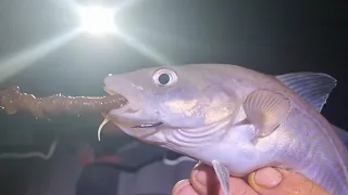 whitby pier winter cod fishing - sea fishing uk