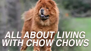 ALL ABOUT LIVING WITH CHOW CHOW DOG