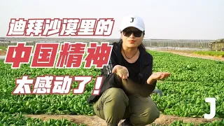 Chinese Successfully Grow Vegetables in Dubai's Desert with a Temperature of 60 Degrees Celsius!