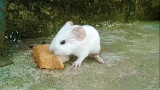 Baby Rats Funny Hamsters Videos Compilation #1 | Cute and Funny moments of the animals ||SKC Animals