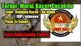 Terapi Murai, Kacer, Cucak ijo || isian Belalang Kecek + Air Hujan || Masteran 100% Mantap buktikan.