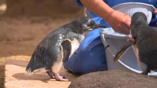 ペンギンたちの聖地  長崎ペンギン水族館 PV