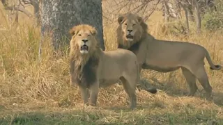 LOS LEONES MAX Y LEO |DOCUMENTAL