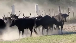 Gardians et Taureaux en Camargue