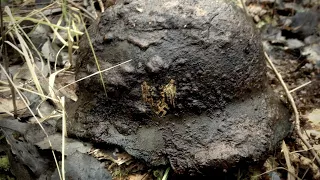 Раскопки по войне в Демянском котле. Бои за Кобылкино #6 / WW2 excavation of Soviet soldiers