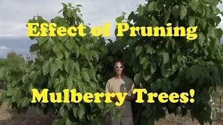 Effect of Pruning Mulberry Trees