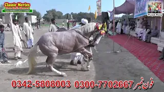 3 / Mela Munny Wala 96-DPakistan / Best Horse Dance Punjab Pakistan