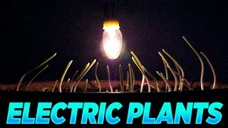 Growing Plants With Electricity? ⚡ | Protein Water Filter | Cancer Switches
