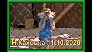 НОВАЯ КАХОВКА ГОРОД В КОТОРОМ МЫ ЖИВЕМ КАЗКОВА ДИБРОВА 11 10 2020