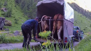 👨‍🌾Agrarwirtschaft in den Bergen 🏔 :🐮 Ab auf die Alm 2018🐮