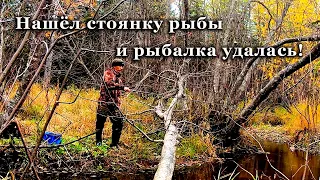 Нашёл стоянку рыбы в таёжном ручье и рыбалка удалась!