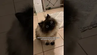 I would die for Noodle (audio is by @walterthecatt) #cat #aww #funny