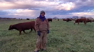 Greg Judy showing stockpiled grazed paddock residue left from 1st winter grazing