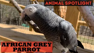 Animal Spotlight | African Grey Parrot (Timneh)