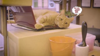 The Charming Cat Cafe TV Commercial