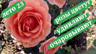 🌹Розы, первая волна цветения. Самые красивые и любимые сорта.