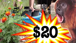 Make A Dollar Store Self-Watering Garden in 10 Minutes [For 20 BUCKS!]