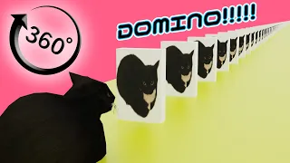 360° Maxwell The Cat Domino!!!!! VR / 4K