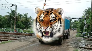 Angry Tiger Truck Roaring in Railgate : High Speed Emu Train Coming