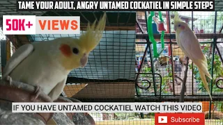 How to train your adult and wild cockatiel|Earn your cockatiel's trust|STEP WISE TRAINING|#WITH_MIKE
