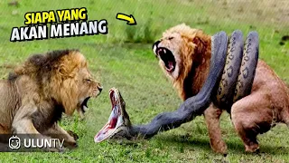 Lions vs Big Python Snake Real Fight