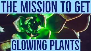 The mission to get glowing plants