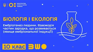 10 клас. Біологія і екологія. Ембріогенез людини. Взаємодія частин зародка, що розвивається