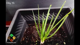 Green Onions Time Lapse