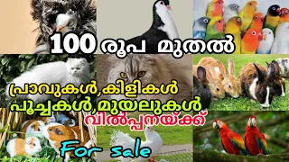 Fancy Pigeon,Fancy Kozi,African Love Birds,Cat For Sale Kerala/Pets Sale Post Videos Malayalam/Vlog