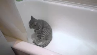 Кошка моется в ванной